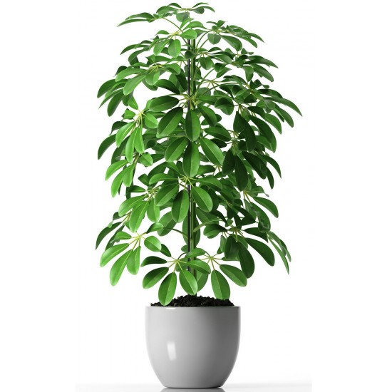 Plant Schefflera